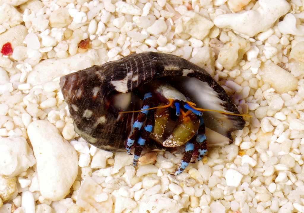 Blue Leg Hermit Crab