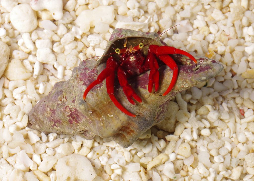 Red Leg Hermit Crab