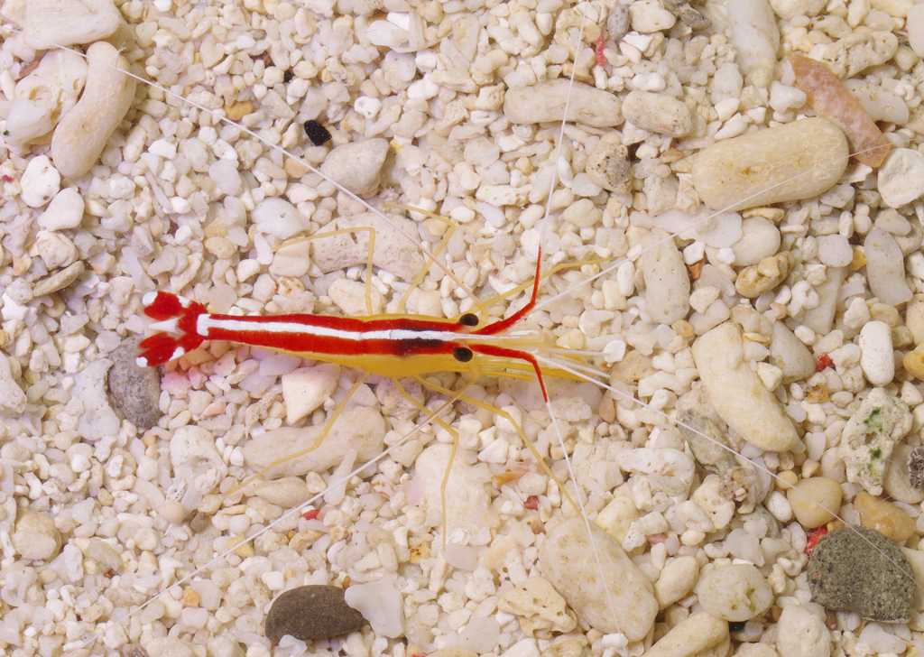 Cleaner Shrimp