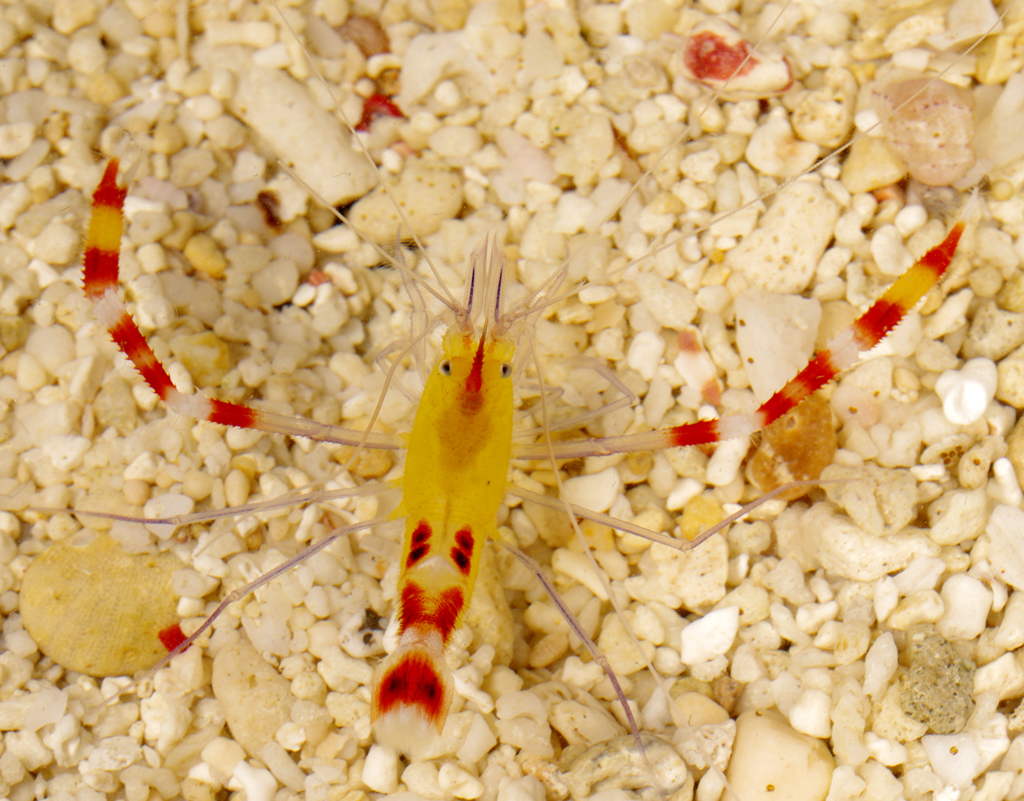 Banded Coral Shrimp, Yellow