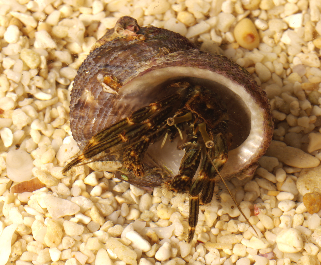 Thinstripe Hermit Crab