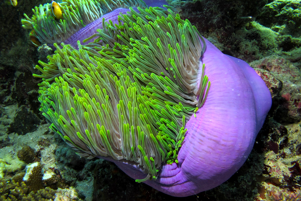 Anemones