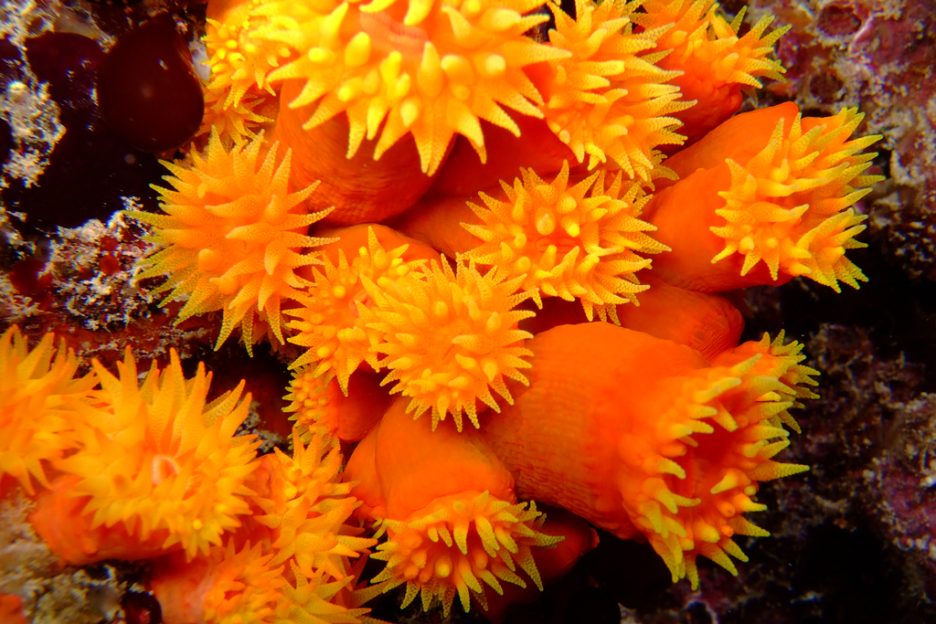 Soft Corals